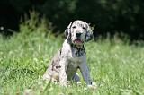 DOGUE ALLEMAND 411